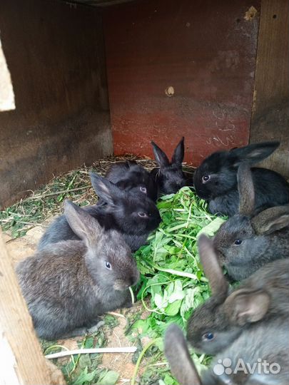 Кролики. Смесь Французского и Французский баран