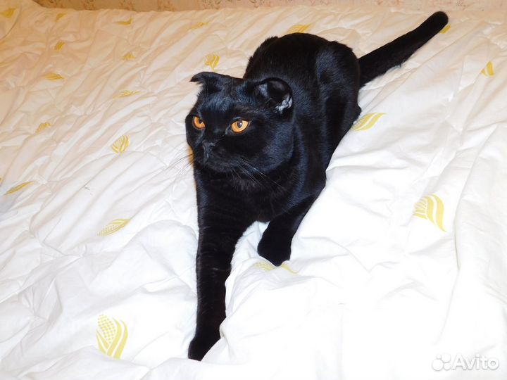 Шотландский котик ищет кошку