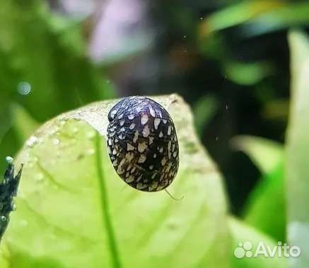 Теодоксус улитка