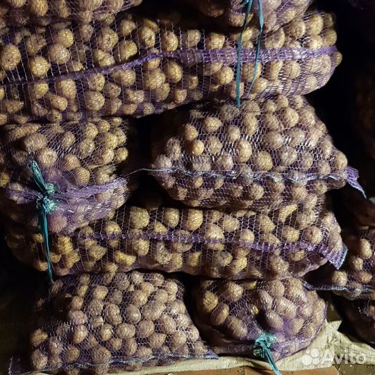 Семенной картофель