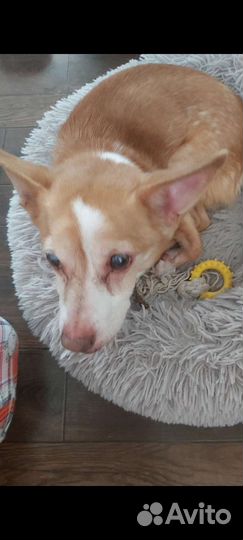 Передержка животных