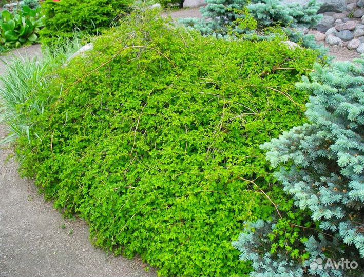 Стефанандра