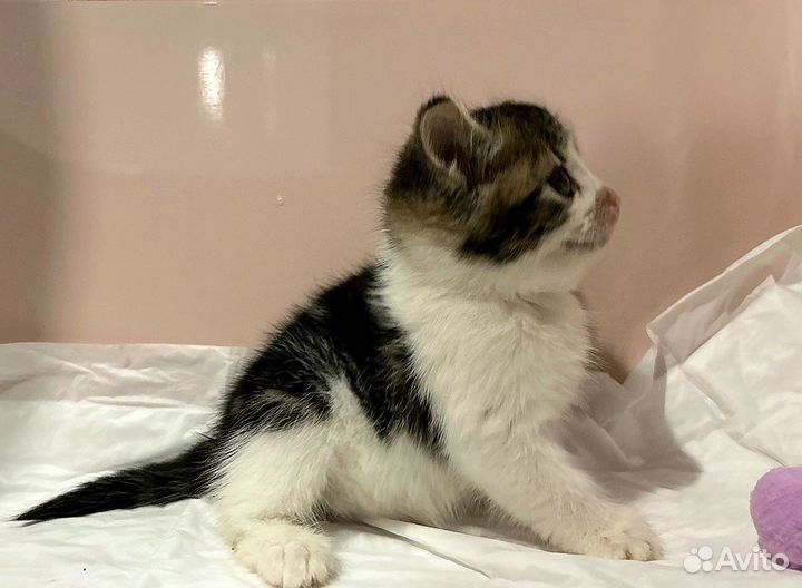 Котенок - девочка