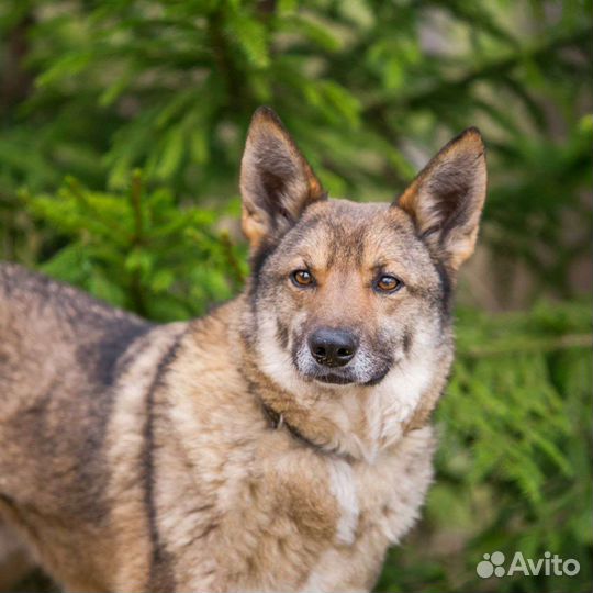 Трепетный маленький Литл бесплатно