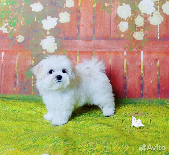 Щенки мальтезе мини