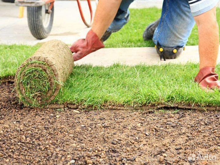 Укладка и продажа рулонного газона