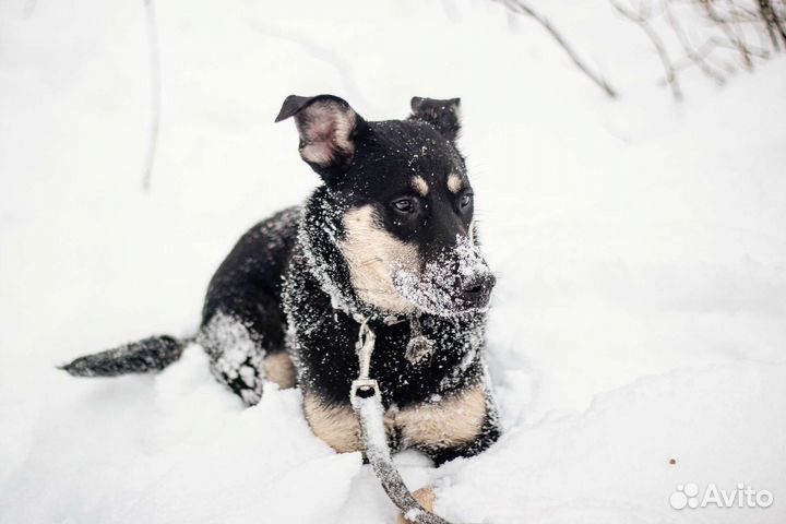 Эби бесплатно