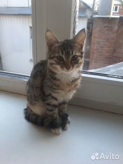 Отдам в добрые руки