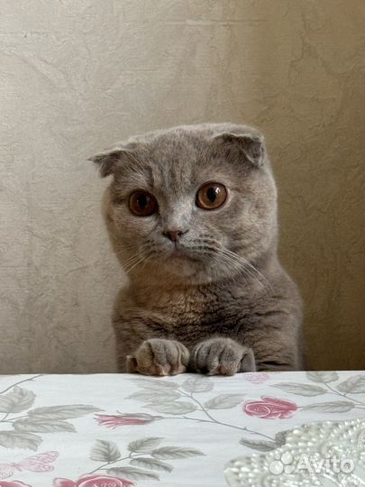Шотланская вислоухая кошка