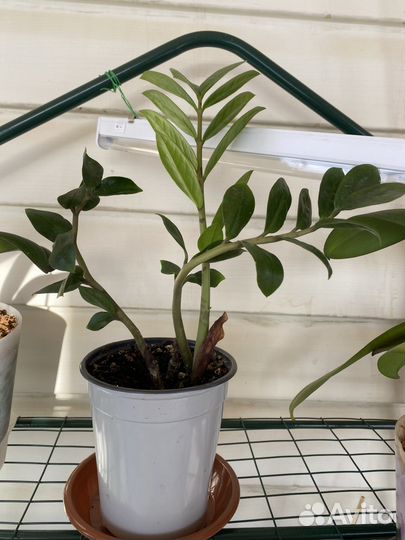 Замиокулькас