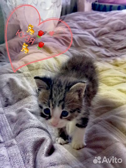 Котик 1 месяц