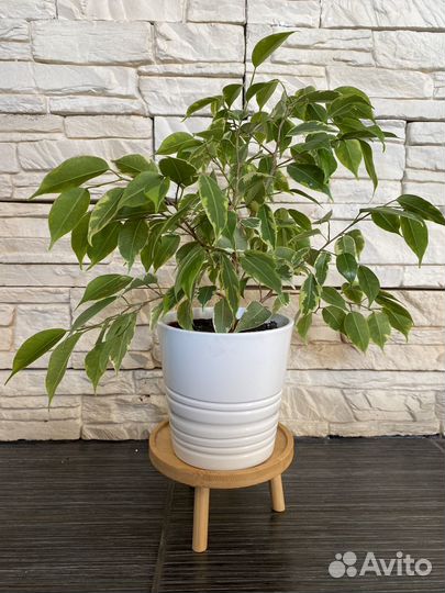 Бенджамина