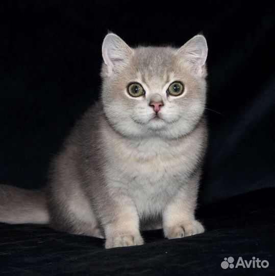 Британская голубая золотая шиншилла