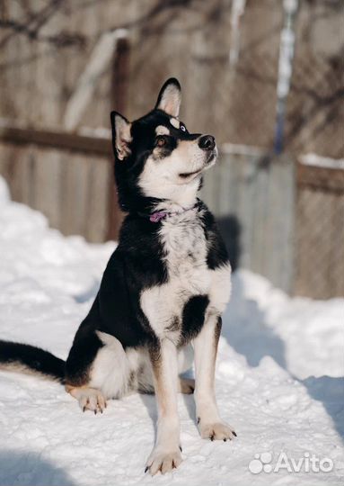 Джесс ищет дом