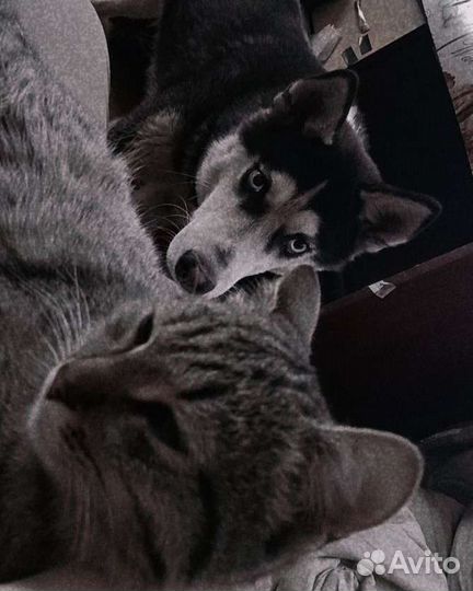 Вязка кобель сибирской хаски