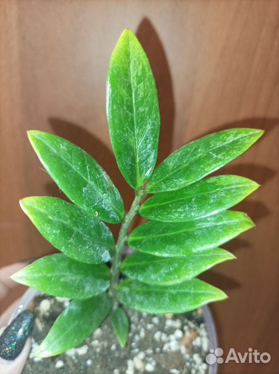 Замиокулькас голд