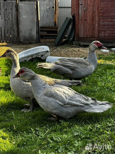 Индоутка мускусная утка