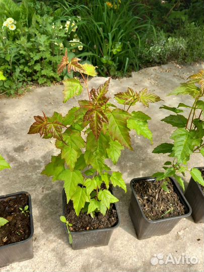 Клён Гиннала, Сахарный