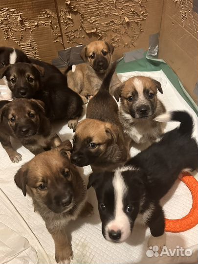 Щенки