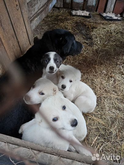 Среднеазиатская овчарка