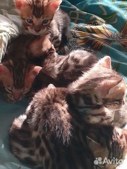 Бенгальские котята