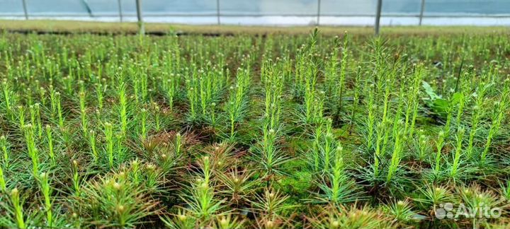 Саженцы ели окс от производителя