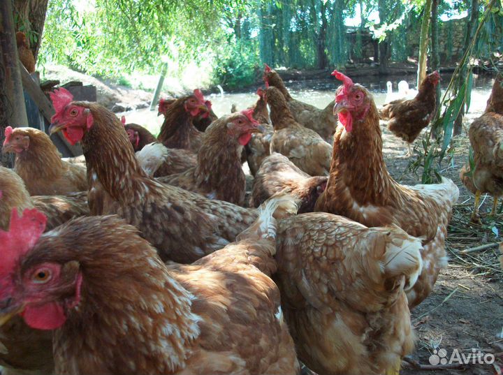 Курица несушка молодняк