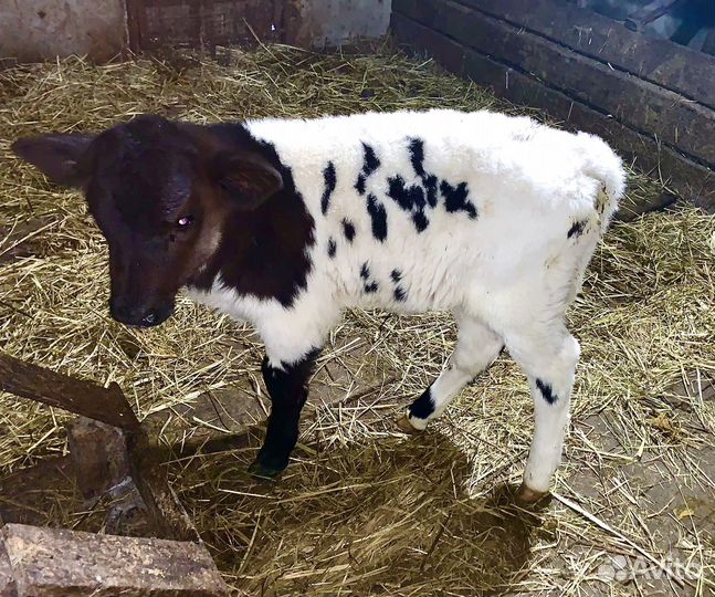 Телочка 2 недели