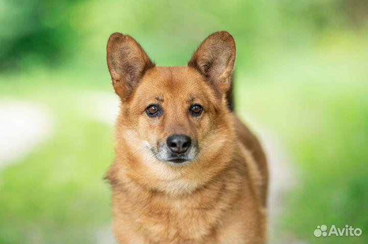 Собака из приюта