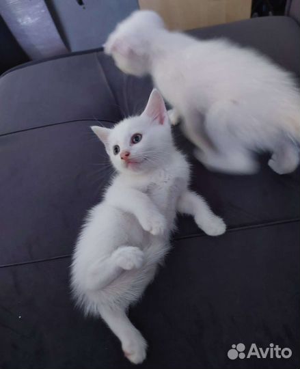 Белый котенок