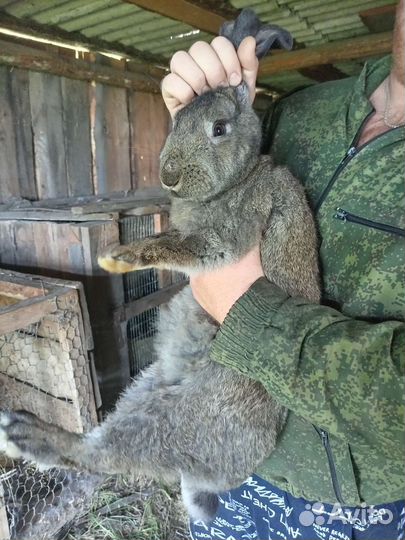 Продам кроликов