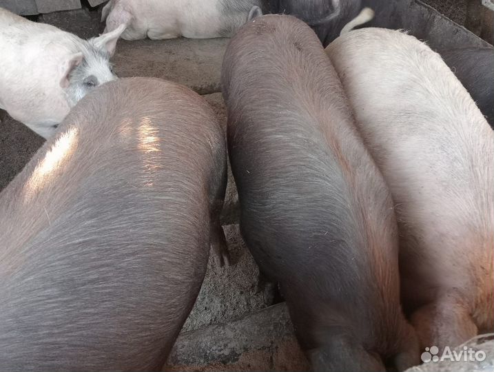 Продам свиней на мясо
