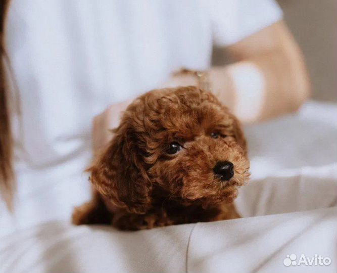 Щенки той пуделя