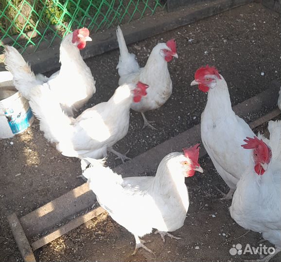 Продаю курей