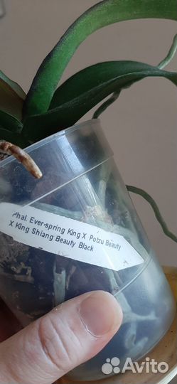 Орхидея фаленопсис