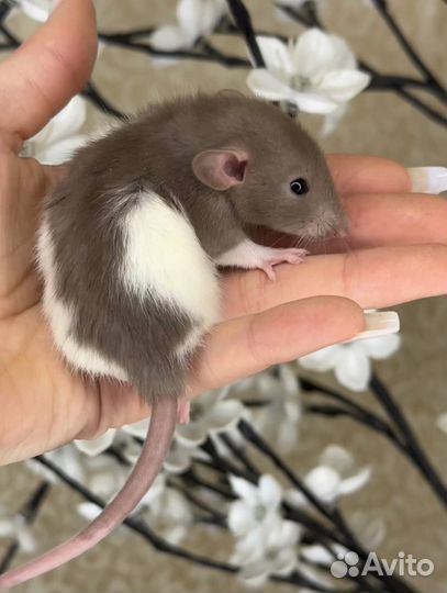 Крысы дамбо, крысята, крыса. Питомник