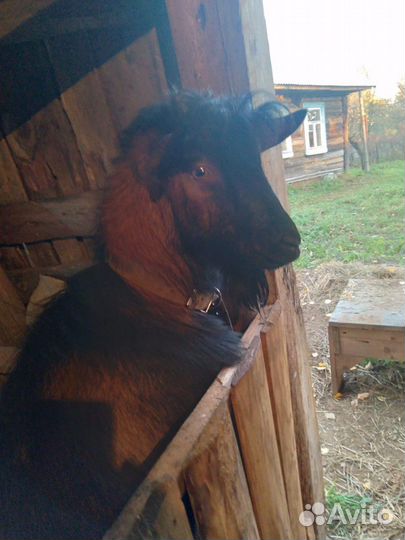 Чешский козел