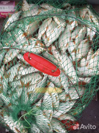 Рыба карась,карп,воблаЖивая рыба, вяленая,Копченая