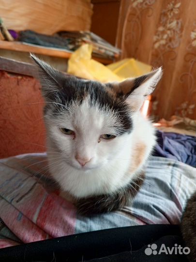 Кошки в добрые руки бесплатно