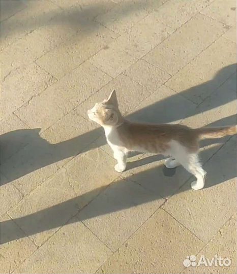 Котенок бесплатно