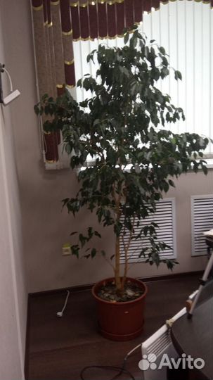 Фикус бенджамина большой