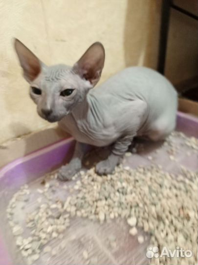 Донской сфинкс