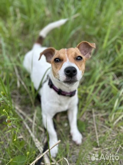 Джек Рассел терьер