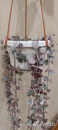 Суккуленты, Церопегия Вуда вар