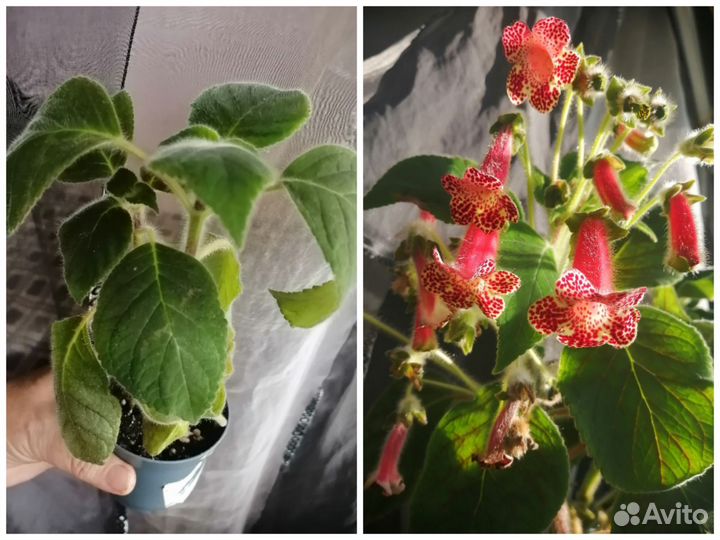 Цветы для дома