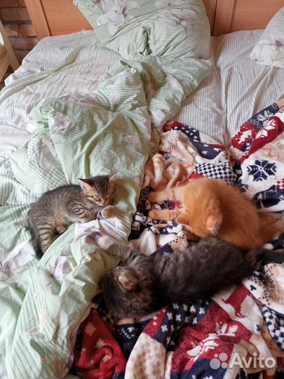 Котята в добрые руки