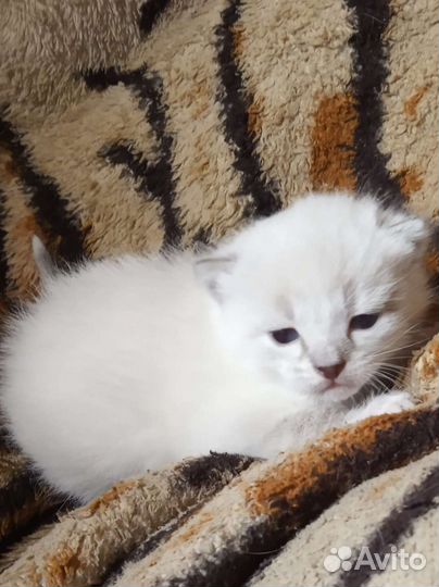 Котёнок(м)
