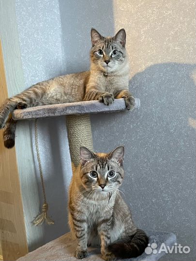 Отдам котов