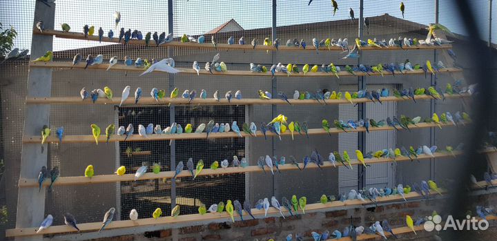 Продам попугаев оптом