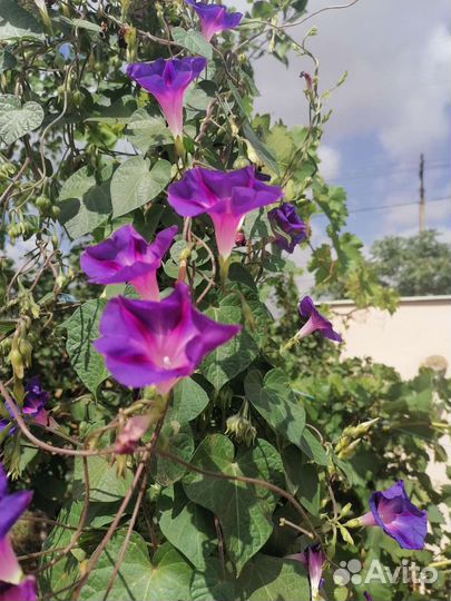 Семена Ипомеи